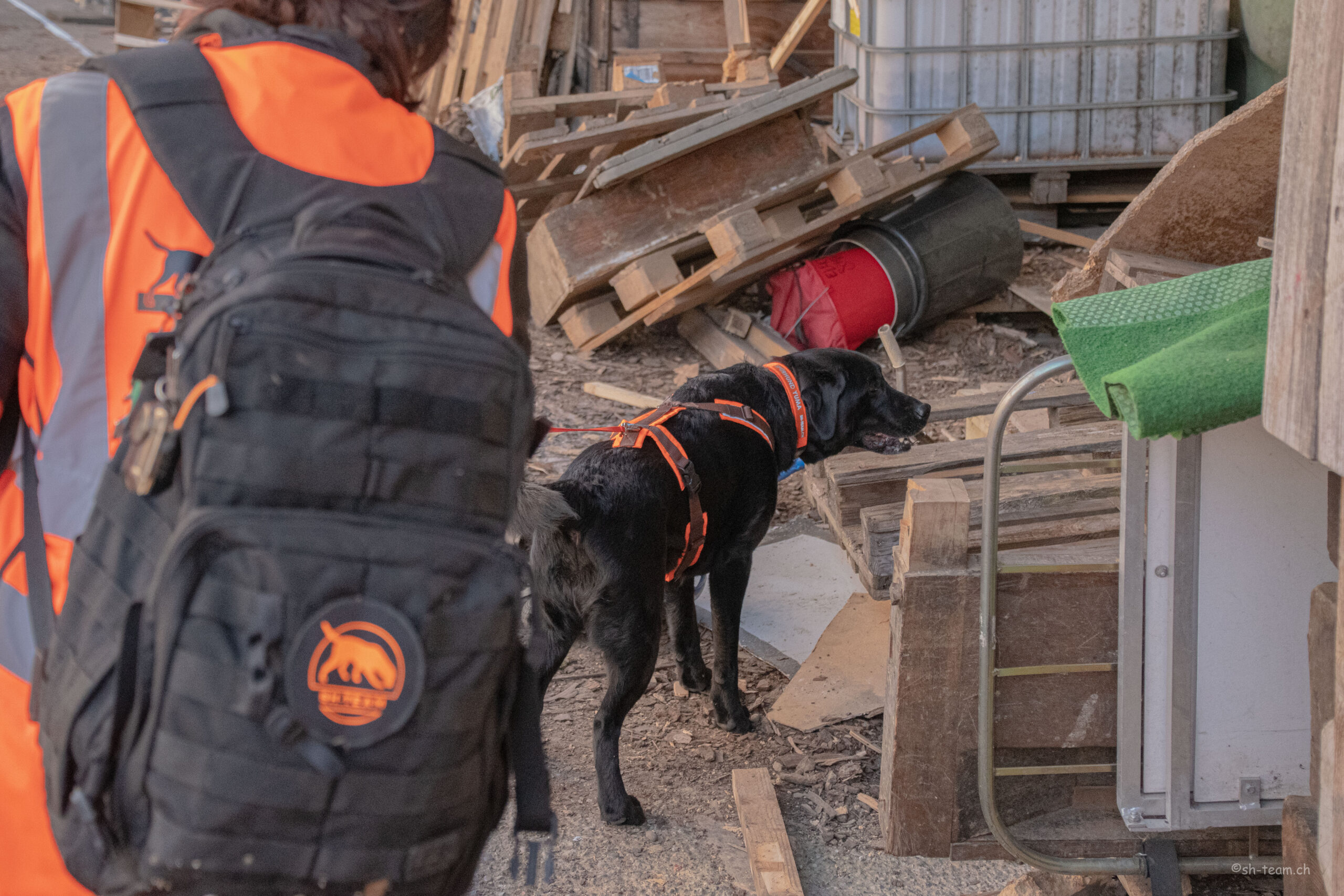 Igelspürhund Yuma beim Spürhunde-Einsatz im Koch-Areal Zürich