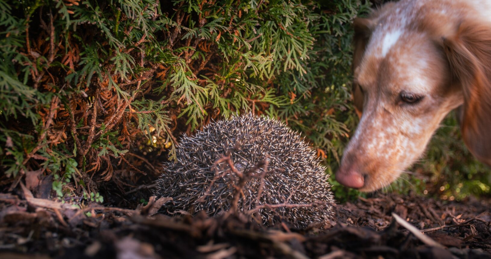Anzeige eines Igels auf einem Rodungsgelände durch einen Igelspürhund des Spürhunde-Teams von Mirella Manser