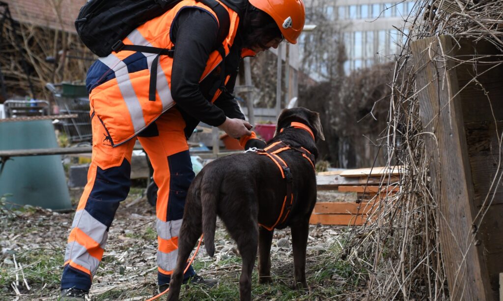 Spürhundeführerin mit Igelspürhund bei der Kontrolle eines schwer zugänglichen Bereichs vor dem Abbruch