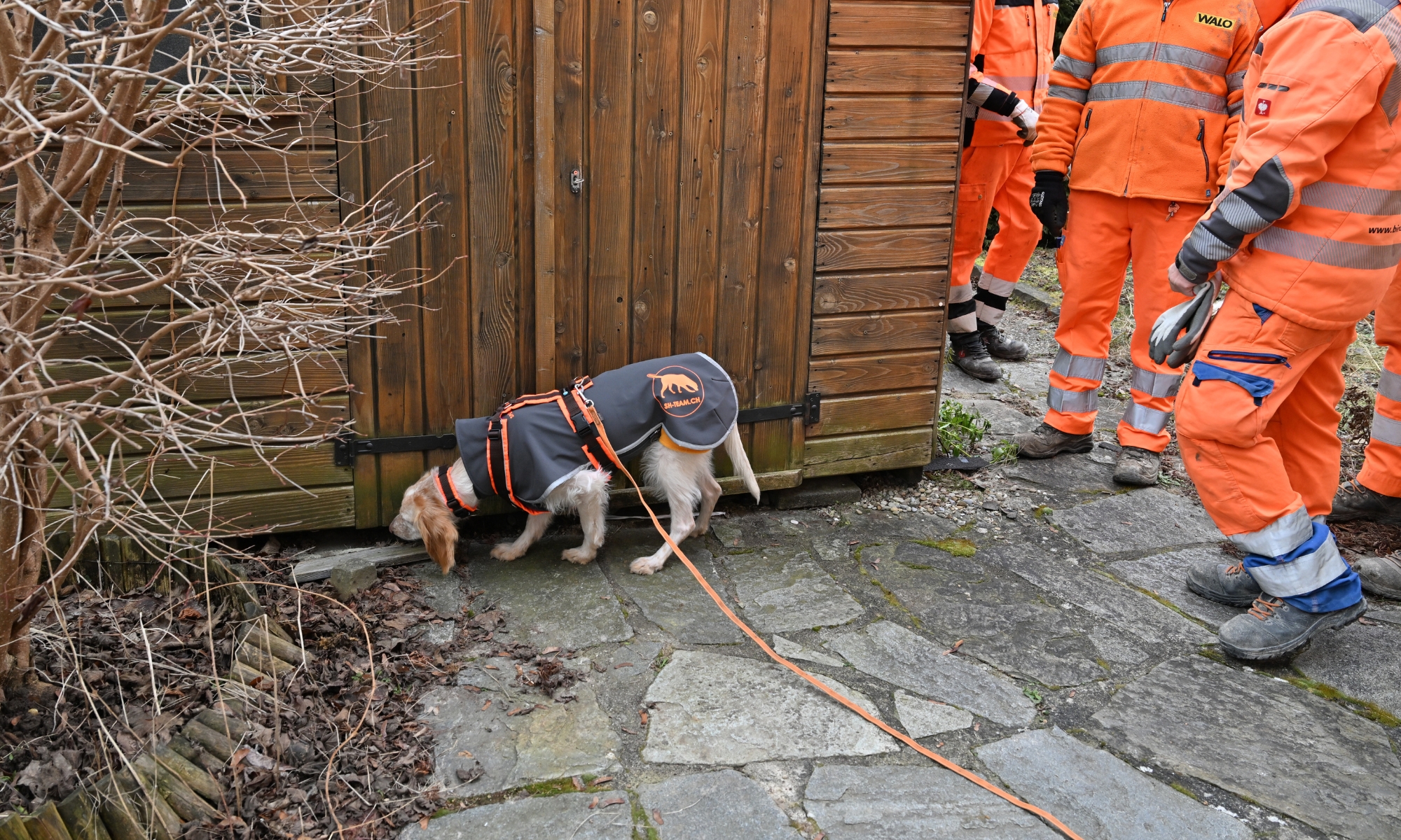 Igelspürhund bei der Kontrolle eines Gartenhäuschens im Rahmen eines Spürhunde-Einsatzes