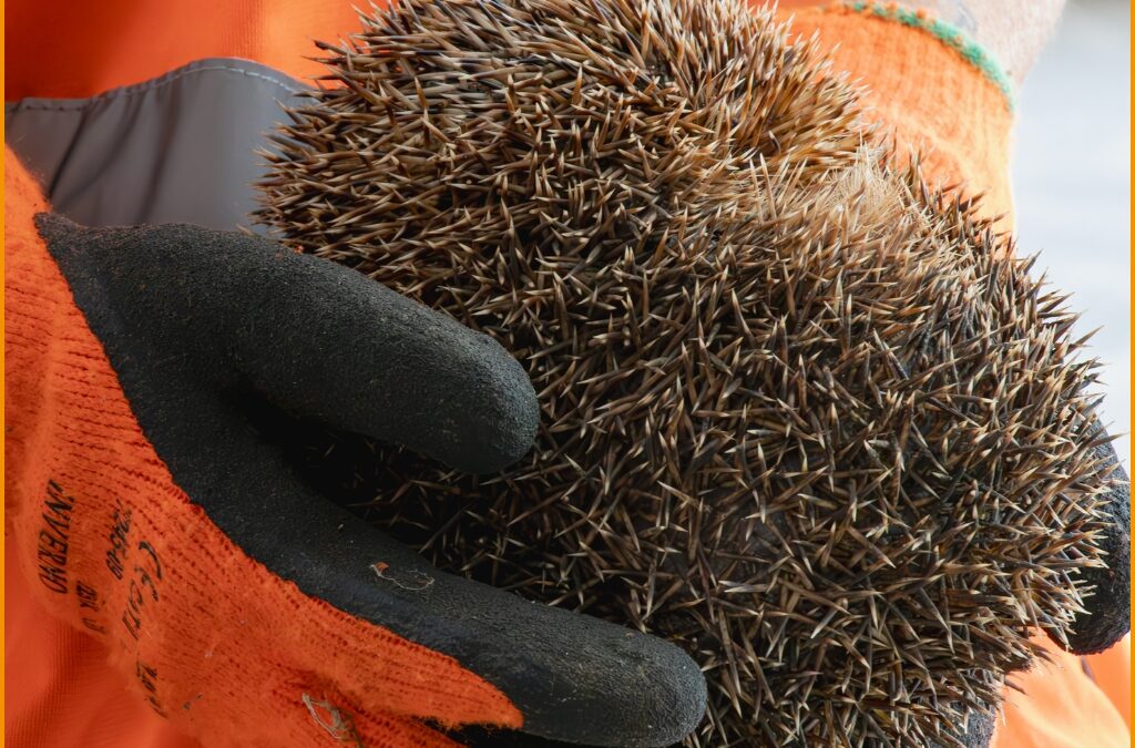 Igel nach dem Auffinden auf einer Baustelle durch das Spürhunde-Team von Mirella Manser