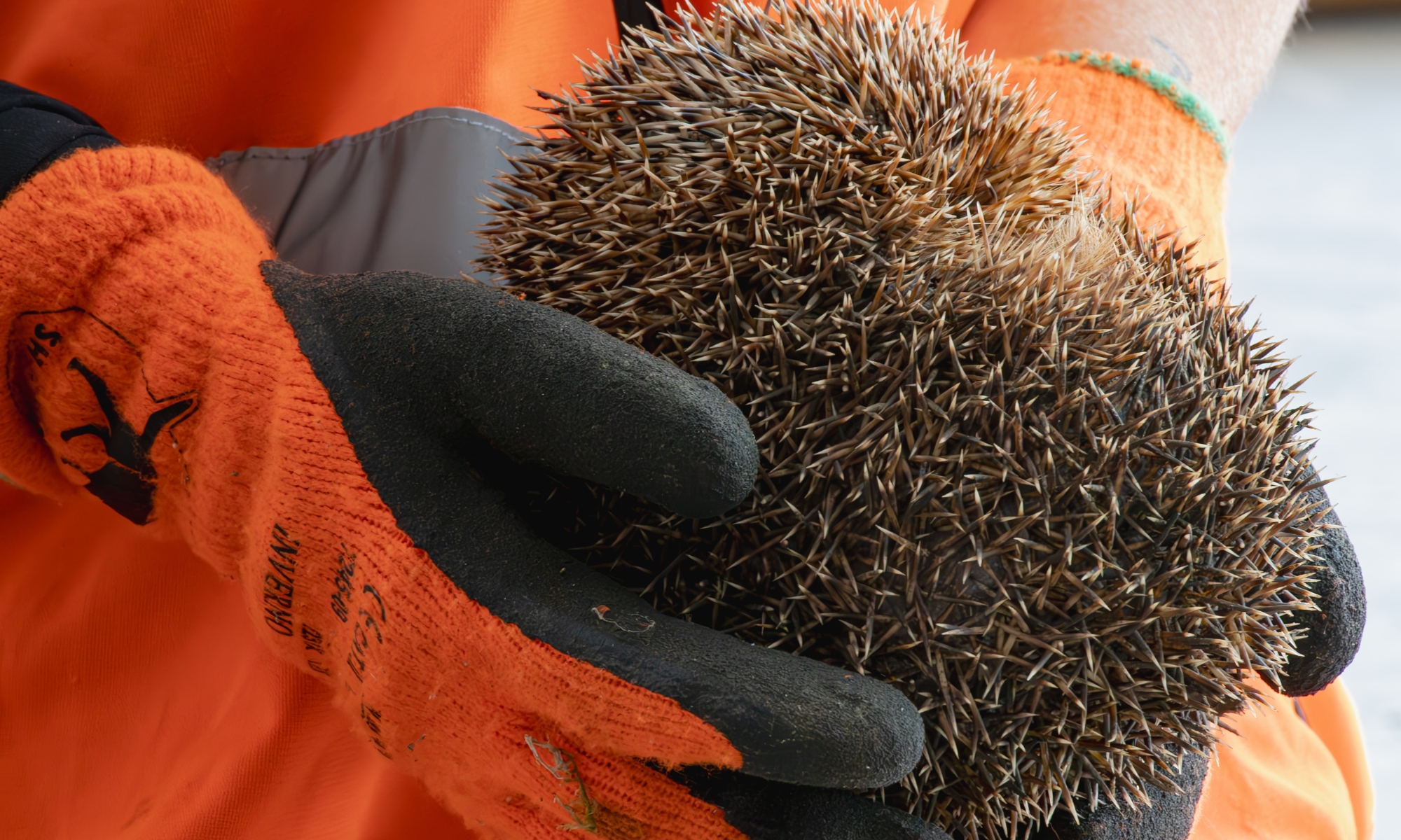 Geborgener Igel während Spürhundeinsatz