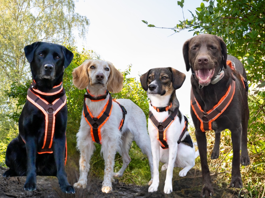 Die vier Igelspürhunde des Spürhunde-Teams von Mirella Manser