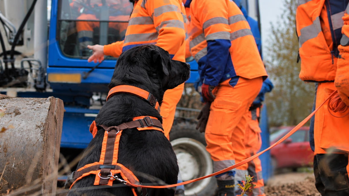 Spürhund Yuma während eines professionellen Spürhunde-Einsatzes in Zusammenarbeit mit der Rodungsfirma