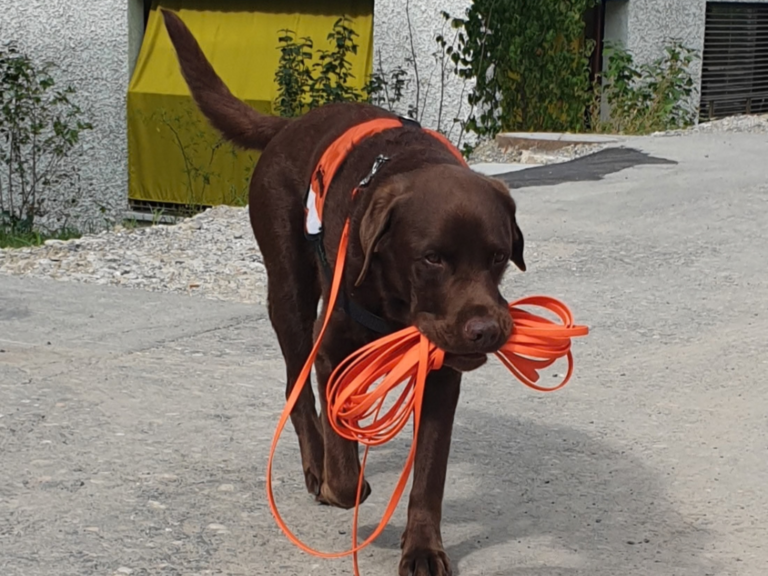 Igelspürhund Keno auf dem Weg in den Feierabend
