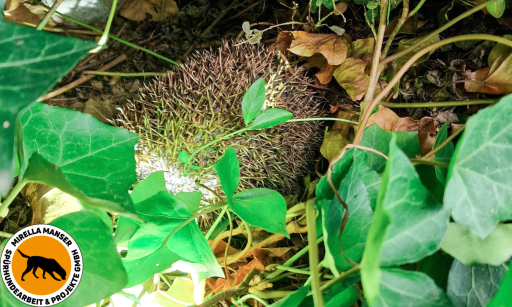 Igel in seinem Nest – aufgespürt von Igelspürhund Yuma im Rahmen eines Spürhunde-Einsatzes während der Rodung