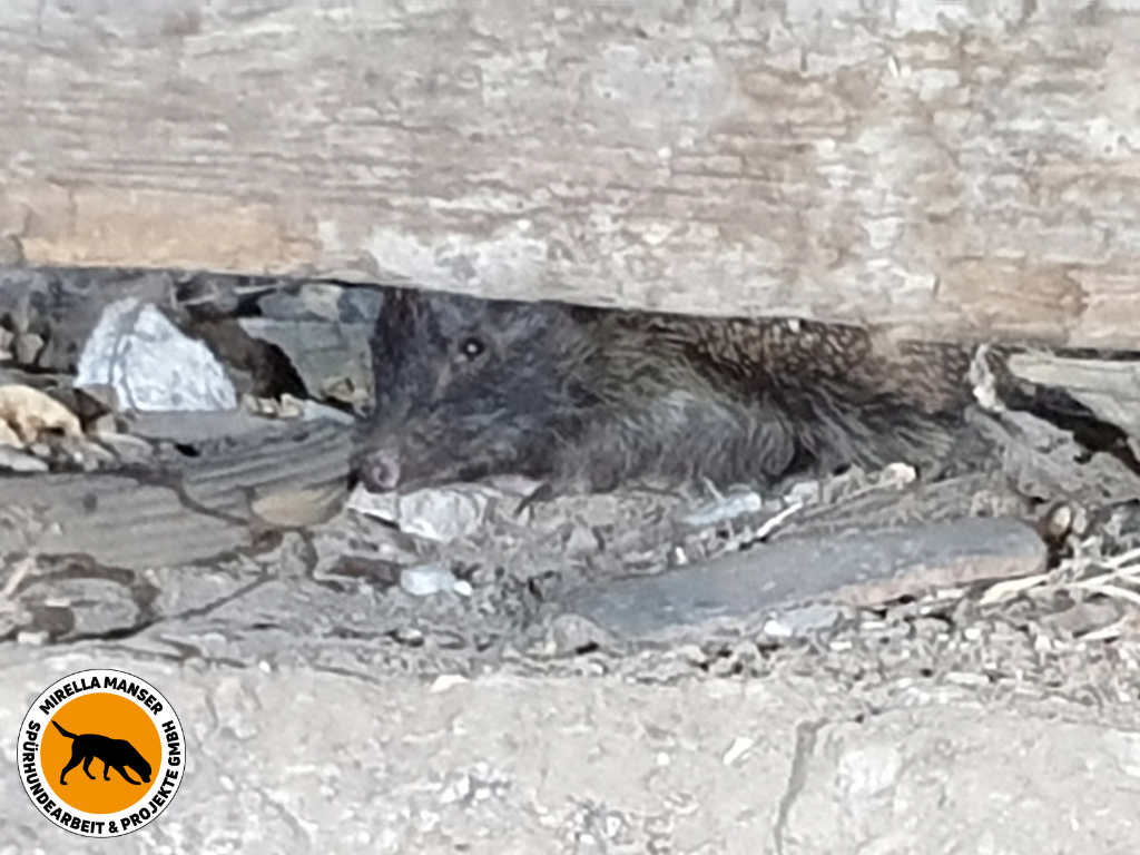 Von Igelspürhund Keno hinter der Holzwand angezeigter Igel – Igelspürhunde Mirella Manser