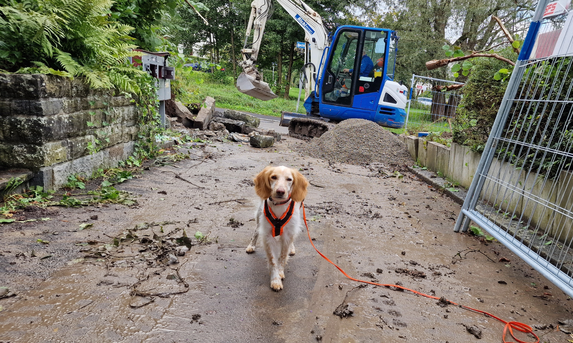 Igelspürhund Pippa auf dem Rodungsareal während eines Spürhunde-Einsatzes