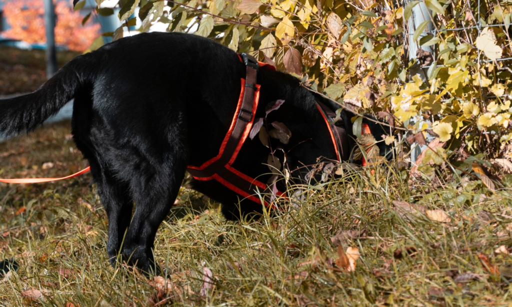 Igelspürhund Yuma im Einsatz