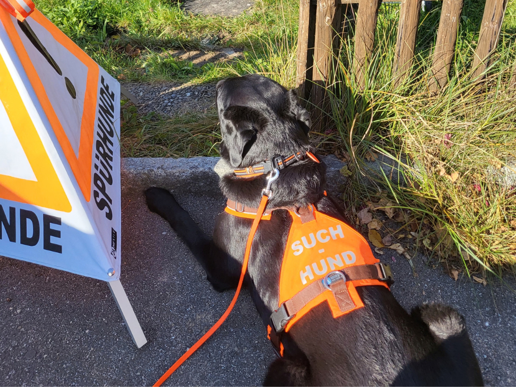 Igelspürhund Yuma bereit für den Einsatz