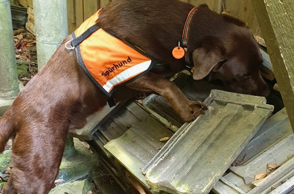Igelspürhund Keno bei der Anzeige eines Igelnestes an der Maihofhalde in Luzern