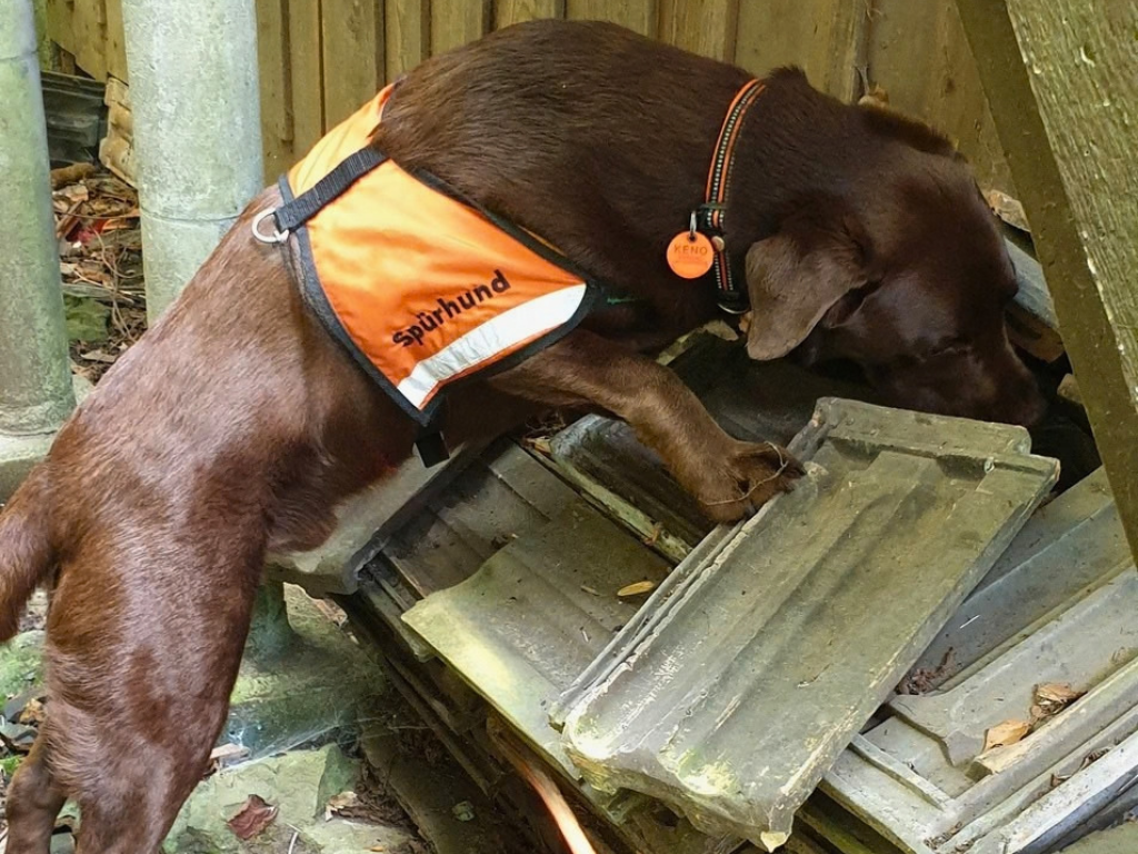 Igelspürhund Keno bei der Anzeige eines Igelnestes an der Maihofhalde in Luzern