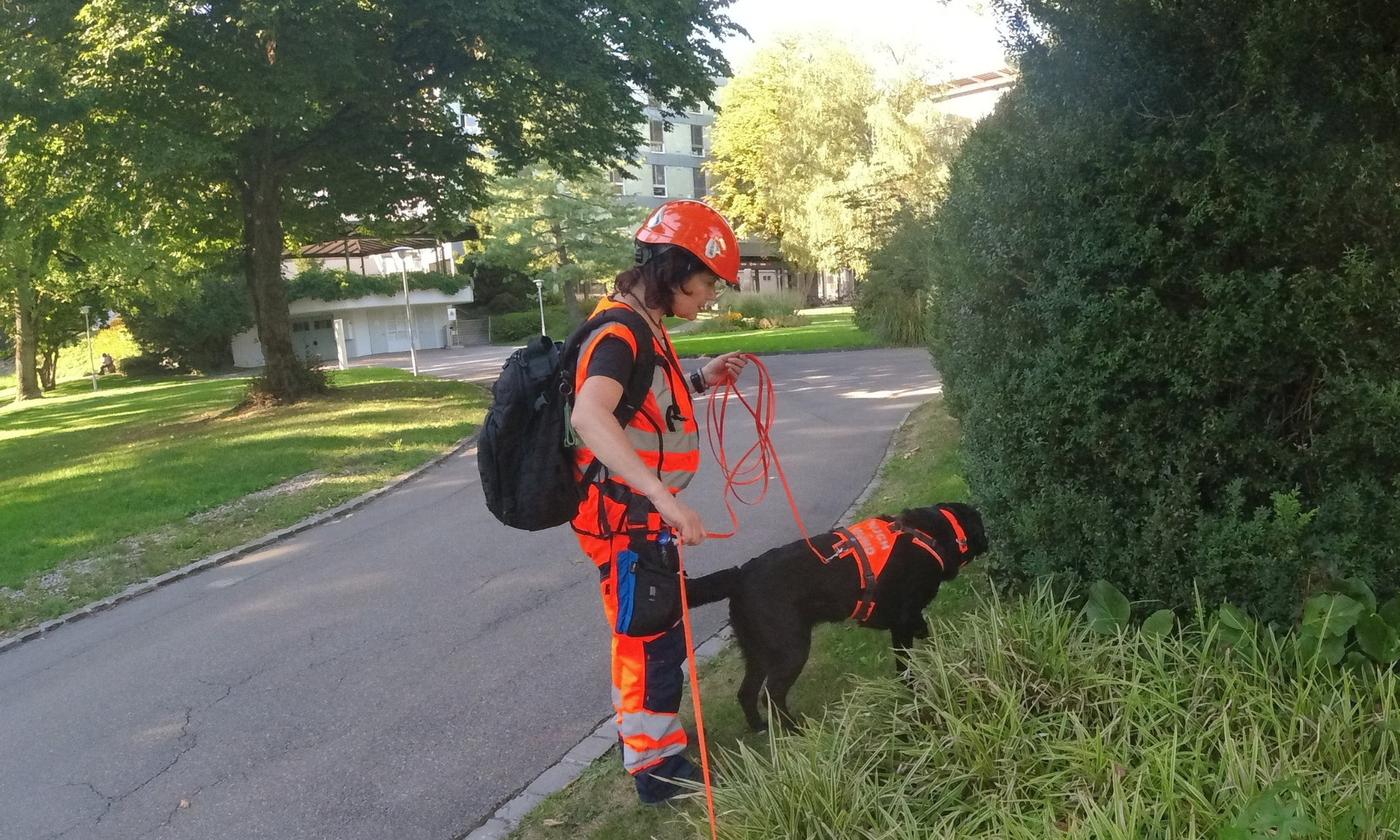 Igelspürhund Yuma verfolgt eine Igelspur durch den USZ-Park im Rahmen des Spürhunde-Einsatzes beim USZ Baufeld MITTE1|2