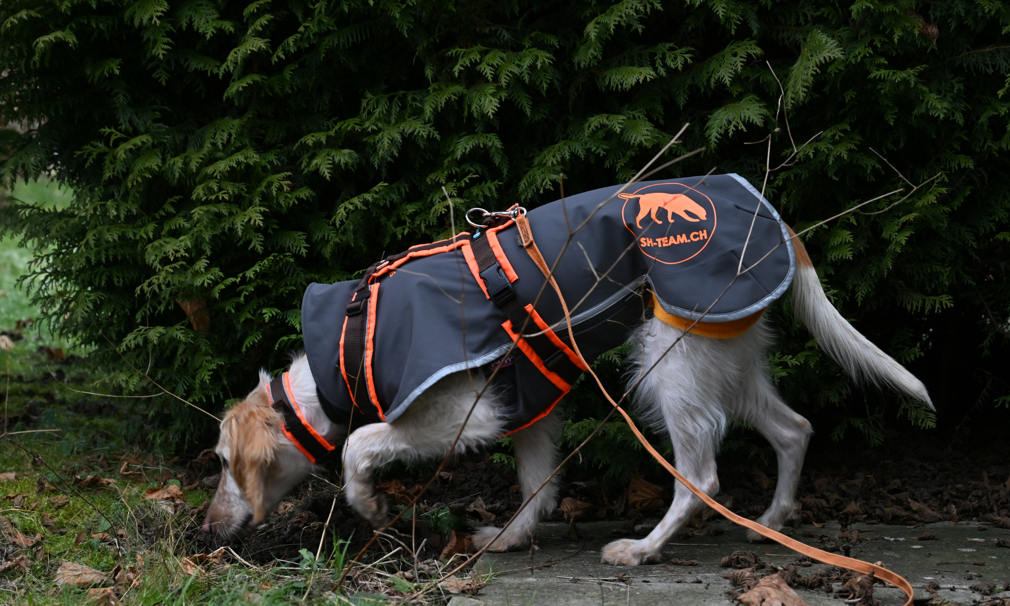 Igelspürhund Pippa zeigt Igelspur an